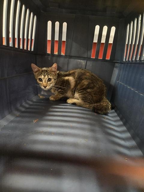 A799856 - Domestic Short Hair available for adoption