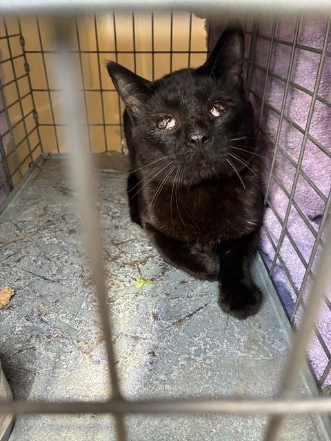 TARGI - Domestic Short Hair available for adoption