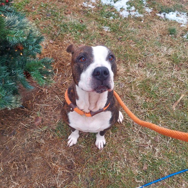 THEORY - Pit Bull Terrier available for adoption