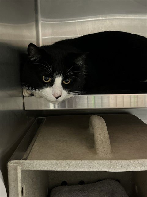 A794616 - Domestic Short Hair available for adoption