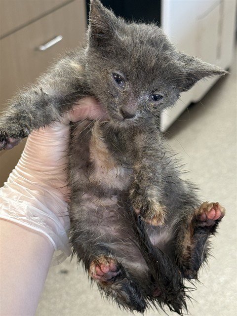 ELSA MARS - Domestic Short Hair available for adoption