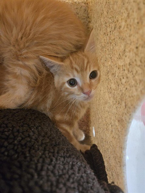 POOH - Domestic Short Hair available for adoption