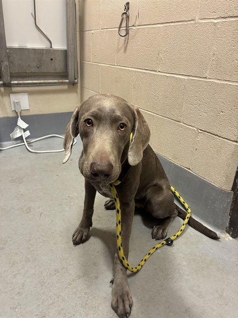 THELMA - Weimaraner available for adoption