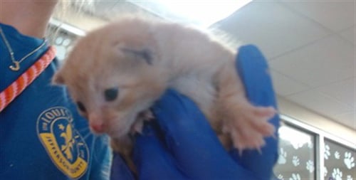 STEWART - Domestic Short Hair available for adoption