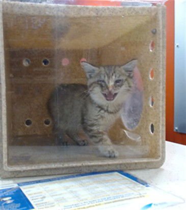 ALISAIE - Domestic Short Hair available for adoption