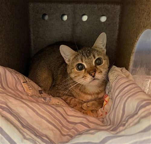 PEEKABOO - Domestic Short Hair available for adoption