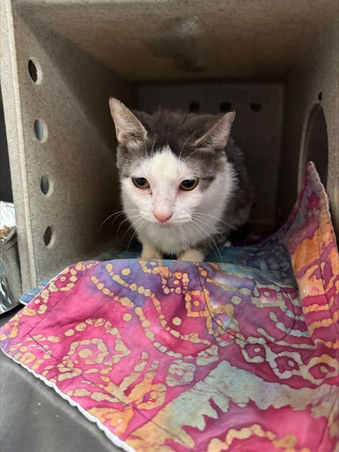 MEOWTEOR - Domestic Short Hair available for adoption