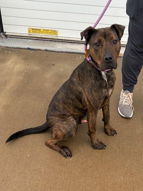 BELIEVE IN YOURSELF - Pit Bull Terrier available for adoption