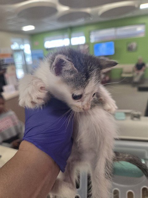 STARRY - Domestic Short Hair available for adoption