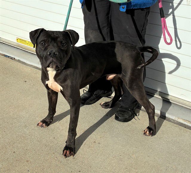 ZEUS - Staffordshire Bull Terrier available for adoption