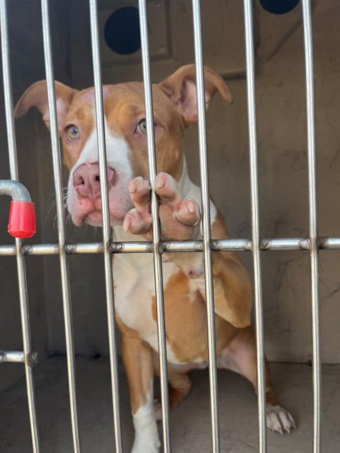 LIL FLIRT - Pit Bull Terrier available for adoption