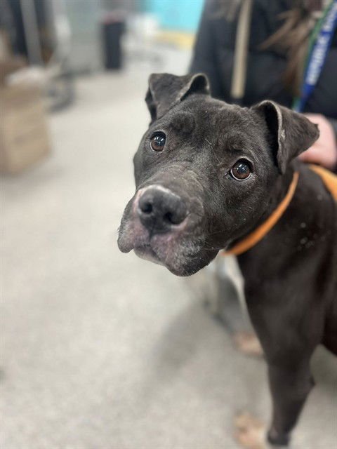 LUNA TUNA - Staffordshire Bull Terrier available for adoption