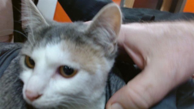 A793190 - Domestic Short Hair available for adoption