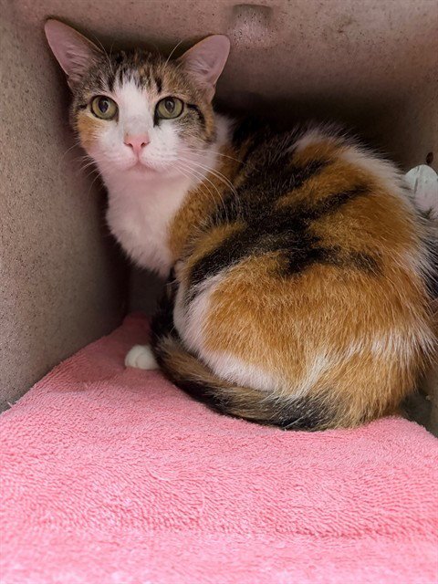 CUBBY - Domestic Short Hair available for adoption