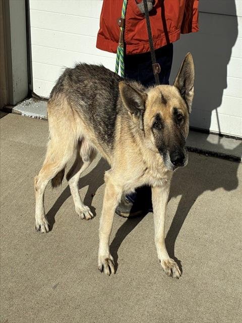 MAYBE 6-7 - German Shepherd Dog available for adoption