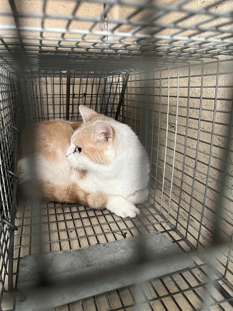 SILLY BILLY - Domestic Short Hair available for adoption