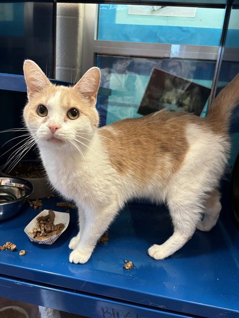 SILLY BILLY - Domestic Short Hair available for adoption