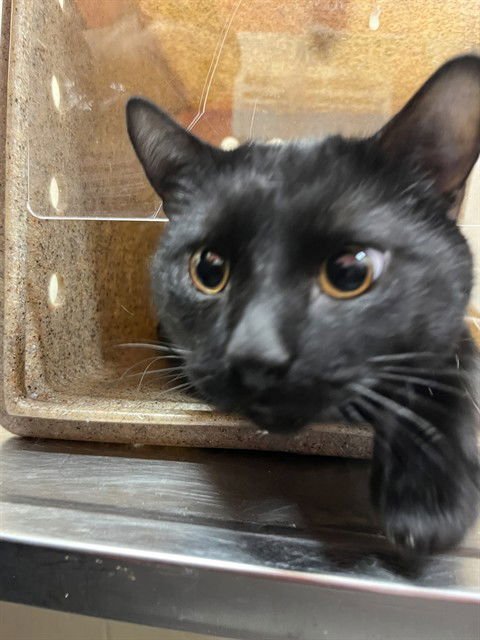 SPEEDY CLAXTON - Domestic Short Hair available for adoption