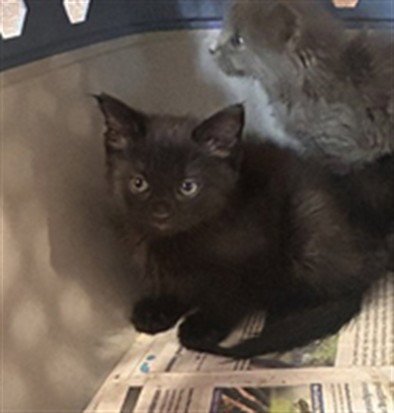 SYRAX - Domestic Short Hair available for adoption