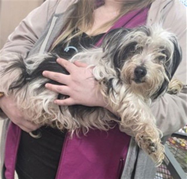 A793857 - Shih Tzu available for adoption