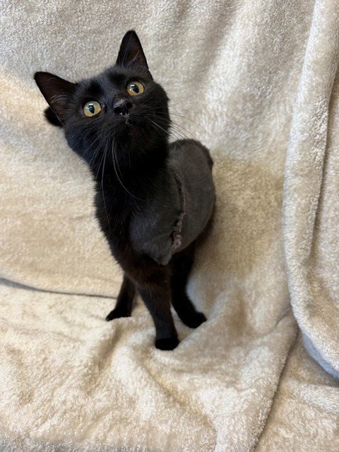 TATTOO CHARLIE - Domestic Short Hair available for adoption