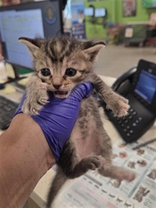 EMMY DEMMY DONG - Domestic Short Hair available for adoption