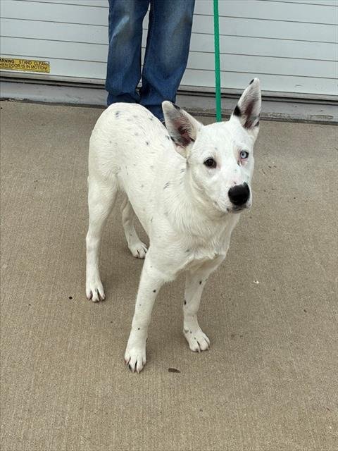 A793182 - Australian Cattle Dog/Blue Heeler available for adoption