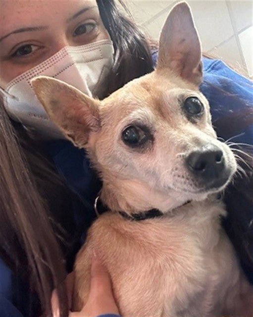 A793929 - Chihuahua available for adoption