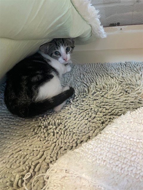 SHERLOCK BROWNS - Domestic Short Hair available for adoption