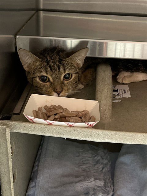 A794614 - Domestic Short Hair available for adoption