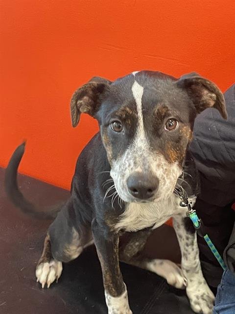 MAUI - Labrador Retriever available for adoption