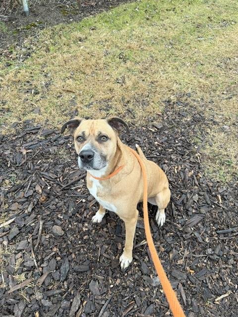 D'OGE - Boxer / Australian Shepherd available for adoption