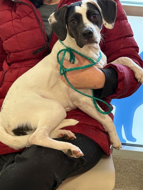 JOVIE - American Foxhound available for adoption