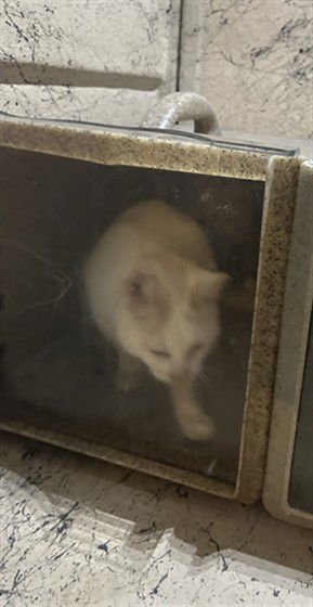 LOBSTER - Domestic Short Hair available for adoption