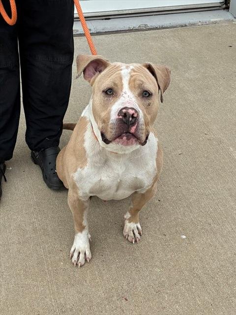 KASH - Pit Bull Terrier available for adoption