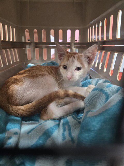 GINGERSNAPS - Domestic Short Hair available for adoption