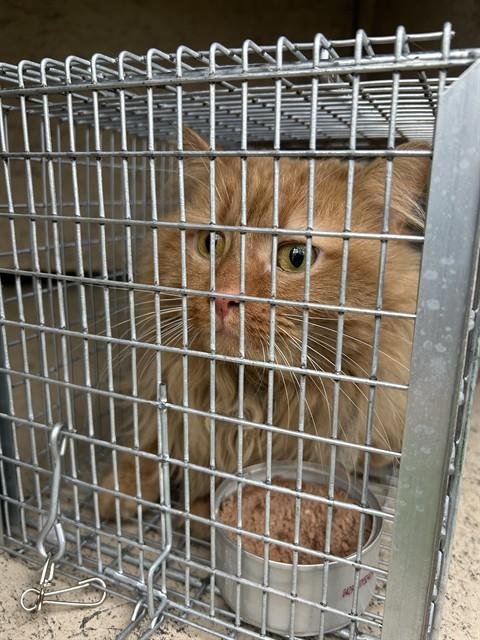 RUSTY JAMES - Domestic Long Hair available for adoption