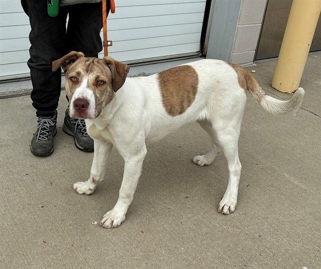 RUMI REE - Labrador Retriever available for adoption