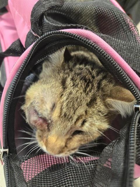 EARTHA KITTY - Domestic Short Hair available for adoption