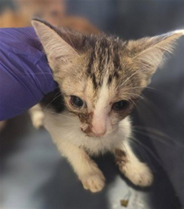 ZANIA - Domestic Short Hair available for adoption