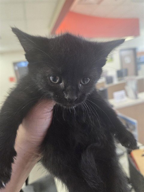 A800134 - Domestic Short Hair available for adoption