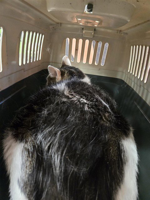 LUCKY - Domestic Medium Hair available for adoption