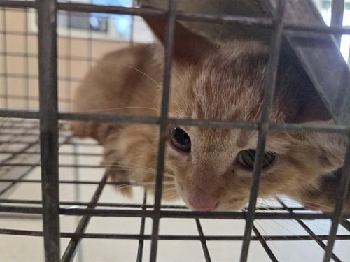STARR - Domestic Short Hair available for adoption