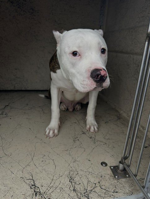 BEEFOE - Pit Bull Terrier available for adoption