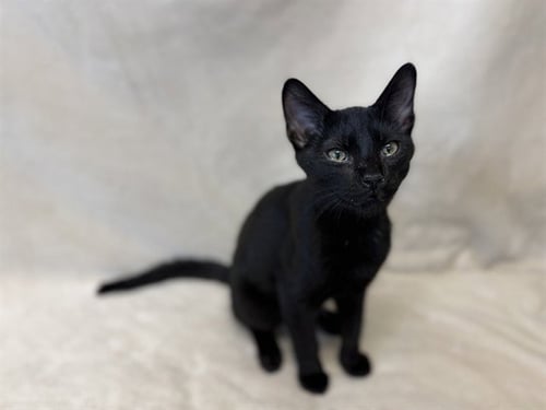 BOOGEYMAN - Domestic Short Hair available for adoption