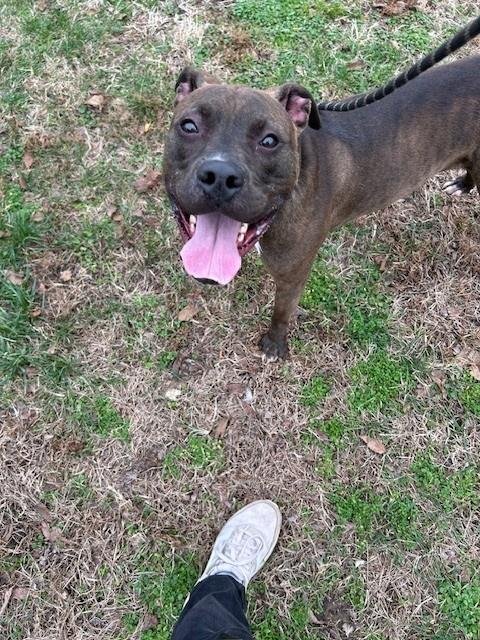 KY KINGDOM - Pit Bull Terrier available for adoption