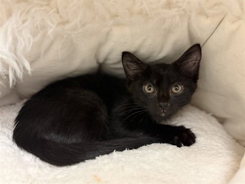 LOUISVILLE FIRE - Domestic Medium Hair available for adoption