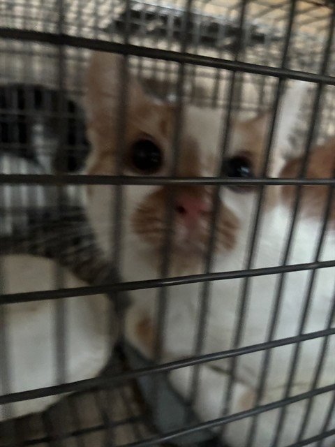 DAPHNE - Domestic Short Hair available for adoption