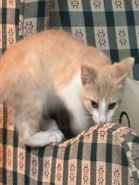 HAPPY - Domestic Short Hair available for adoption
