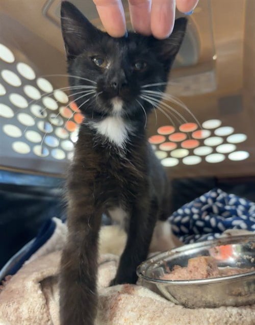 MEOWSICAL - Domestic Short Hair available for adoption